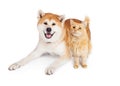 Akita Dog And Tabby Cat Over White Background Royalty Free Stock Photo