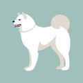 Akita dog, vector illustration,flat style