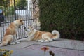 Akita dogs couple