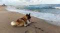 Akita on the Empty beach of the Black sea and soon the storm