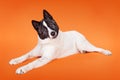 Akita With Head Tilted Lying Over Orange Background