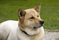 Akita Inu Royalty Free Stock Photo