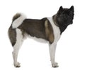 Akita Inu, 16 months old, standing Royalty Free Stock Photo