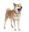 Akita inu Royalty Free Stock Photo