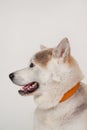 Akita inu close up. Akita ken or japanese akita. Pet animals. Royalty Free Stock Photo