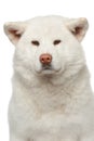 Akita inu dog. Close-up portrait Royalty Free Stock Photo