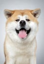 Akita inu dog close-up portrait Royalty Free Stock Photo