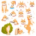 Akita Inu Dog and Domestic Animal or Pet in Different Situation Vector Set