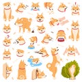 Akita Inu Dog and Domestic Animal or Pet in Different Situation Vector Set