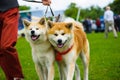 Akita Inu dog on green grass