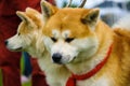 Akita Inu dog on green grass