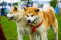 Akita Inu dog on green grass