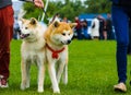 Akita Inu dog on green grass