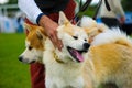 Akita Inu dog on green grass