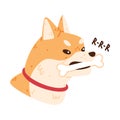 Akita Inu Dog Head with Bone Gnar as Domestic Animal or Pet Vector Illustration