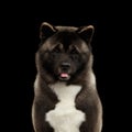 Akita Inu Dog isolated on Black Background Royalty Free Stock Photo