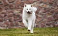 Akita Inu Dog