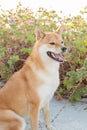 Akita inu dog sitting in dunes at a beach Royalty Free Stock Photo
