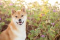 Akita inu dog sitting in dunes at a beach Royalty Free Stock Photo