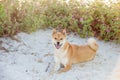 Akita inu dog sitting in dunes at a beach Royalty Free Stock Photo