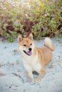 Akita inu dog sitting in dunes at a beach Royalty Free Stock Photo