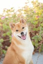 Akita inu dog sitting in dunes at a beach Royalty Free Stock Photo