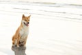 Akita inu dog sitting on the sand. Royalty Free Stock Photo