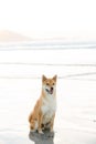 Akita inu dog sitting on the sand. Royalty Free Stock Photo