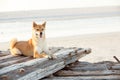 Akita Inu dog on some driftwood at the beach Royalty Free Stock Photo