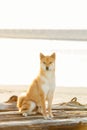 Akita Inu dog on some driftwood at the beach Royalty Free Stock Photo