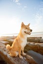 Akita Inu dog on some driftwood at the beach Royalty Free Stock Photo