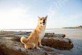 Akita Inu dog on some driftwood at the beach Royalty Free Stock Photo