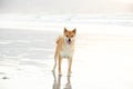 Akita inu dog standing on the sand. Royalty Free Stock Photo