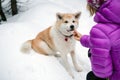 Akita Inu dog and woman, Karkonosze Mountains, Poland Royalty Free Stock Photo