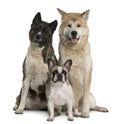 Akita inu dogs and French bulldog sitting Royalty Free Stock Photo