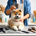 Akita Inu dogs are having their fur groomed by men who work professionally