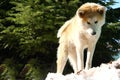 Akita inu