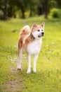 Akita inu Royalty Free Stock Photo