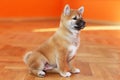 Akita inu japanese canine posing for cameras