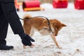 Akita inu obediently performs winter training