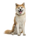 Akita Inu panting Royalty Free Stock Photo