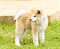 Akita Inu Royalty Free Stock Photo