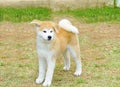 Akita Inu Royalty Free Stock Photo