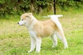 Akita Inu Royalty Free Stock Photo