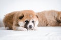 Akita inu puppies