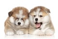 Akita inu puppies resting