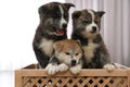 Akita inu puppies in wooden crate. Lovely dogs