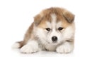 Akita inu puppy Royalty Free Stock Photo