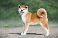 Akita Inu puppy conformation. Red furry dog on a green background Royalty Free Stock Photo