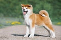 Akita Inu puppy conformation. Red furry dog on a green background